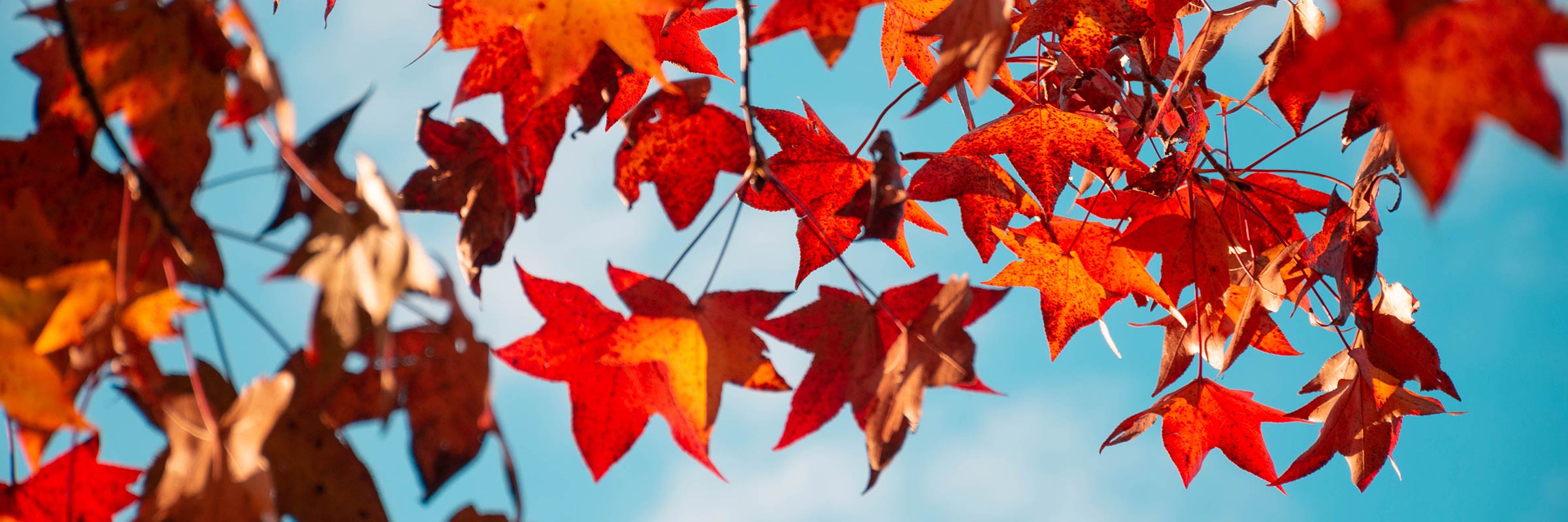 Card background image
