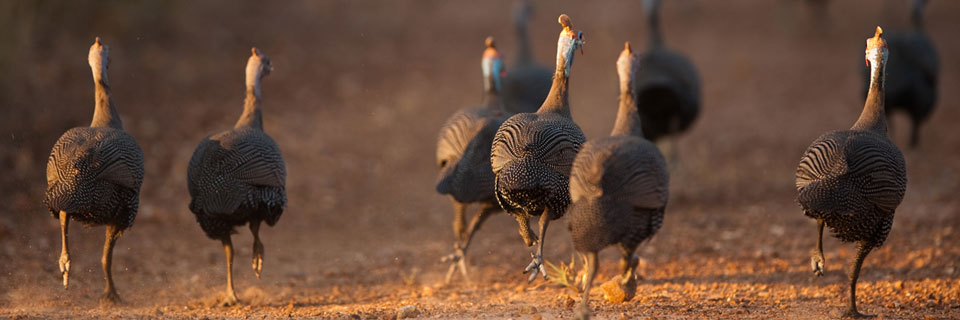 42nd Annual Kirkwood Webster Turkey Day Run