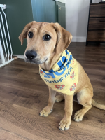 View a larger image of Dog Bandana