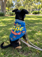 View a larger image of Dog Bandana