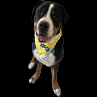 View a larger image of Doggy Bandana (One Size Fits Most)