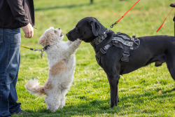 View a larger image of Honorary K9 Registration