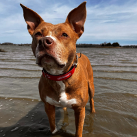 View a larger image of Harpoon Cycledog Dog Collar