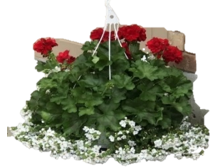 View a larger image of 13” Calliope Dark Red Geranium Basket 