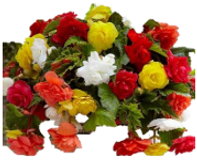 View a larger image of 13” Tuberous Begonia 