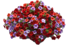 View a larger image of 13” Luguna Beach Combo 