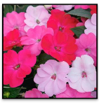 View a larger image of 13” Happy Days Mix 