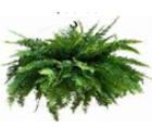 View a larger image of 13" Boston Fern