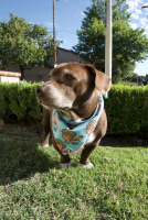 View a larger image of Doggy Bandana 