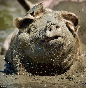 Chumuckla Redneck Run