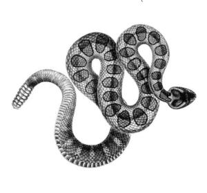 Rattlesnake Run 2014