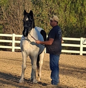 Heroes and Horses 5K home