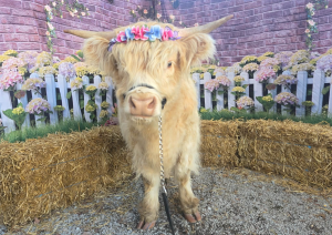 Sponsor Logo for Highland Cow!