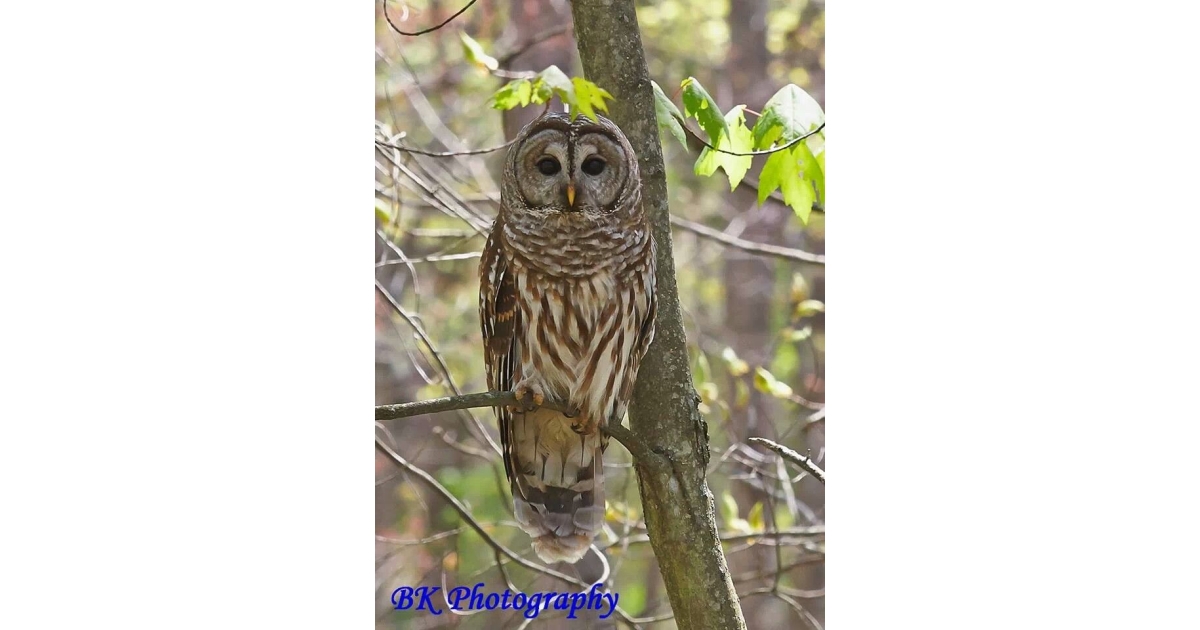 Hoot Done It? A Meeks Mountain Evening Owl Investigation, photo 2 of 3