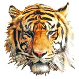 Sponsor Logo for Tiger Home Inspection