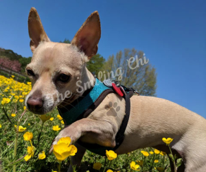 Sponsor Logo for The Smiling Chi