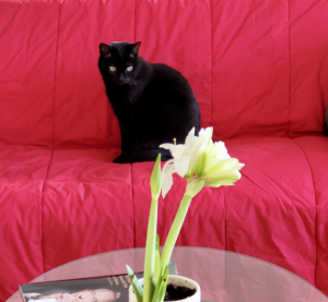 Sponsor Logo for Patricia Hubbard