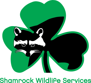 Sponsor Logo for Shamrock Wildlife Services