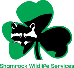 Sponsor Logo for Shamrock Wildlife Services