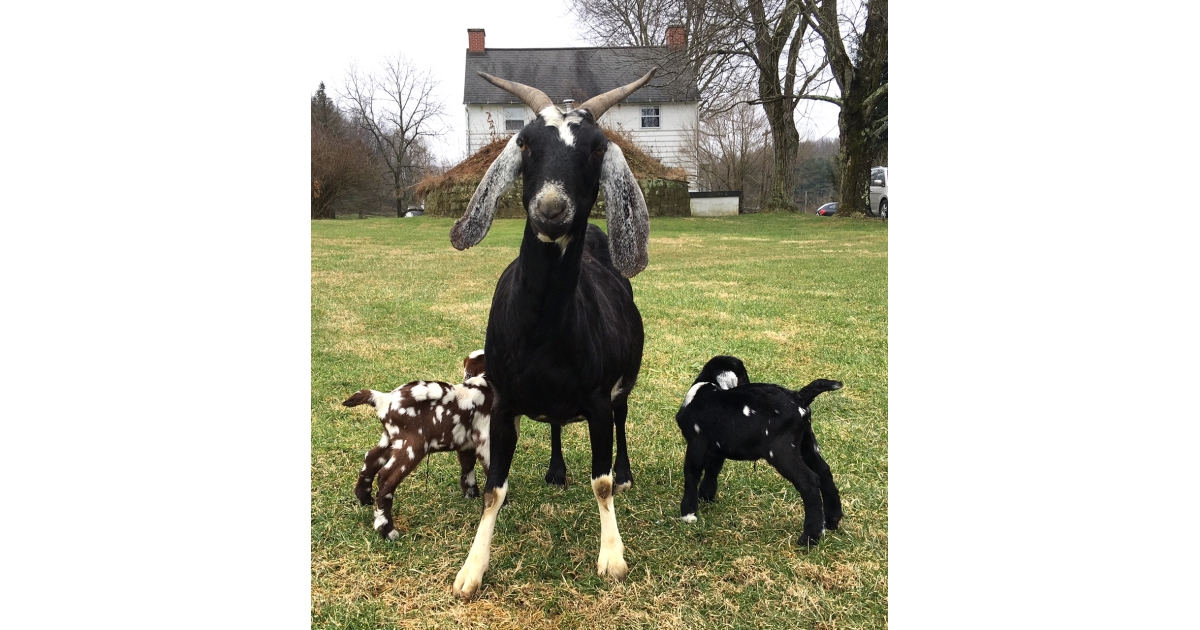 Arthurdale Heritage Goat Gallop 5K
