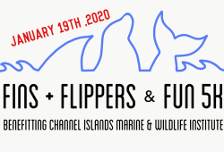 Fins 5K
