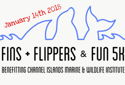 Fins 5K