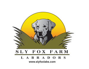Sponsor Logo for Sly Fox Labradors