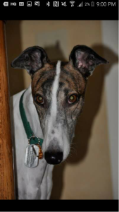 Greyt Hound Hustle 5k Run/Walk and Dog Walk home