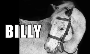 Sponsor Logo for Billy