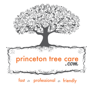 Logo for Princeton Tree