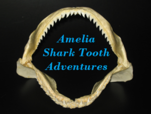 Sponsor Logo for Amelia Shark Tooth Adventures, LLC