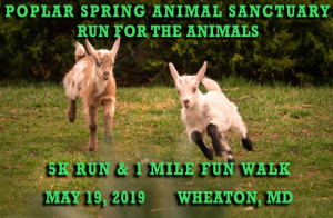 Run for the Animals home