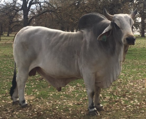 Sponsor Logo for Que Paso Cattle Company