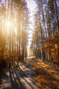 Trail Run Ultra Virtual home