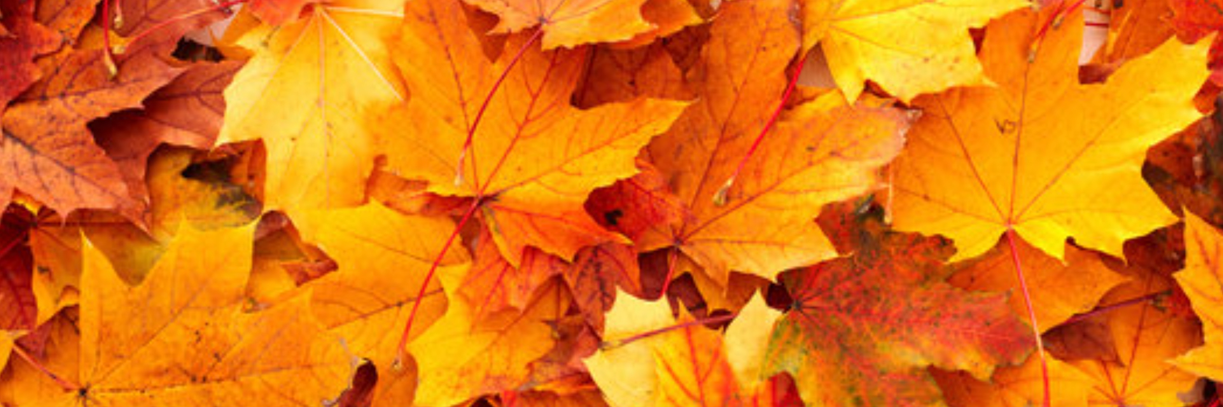 2025 Leaf Peeper Half Marathon