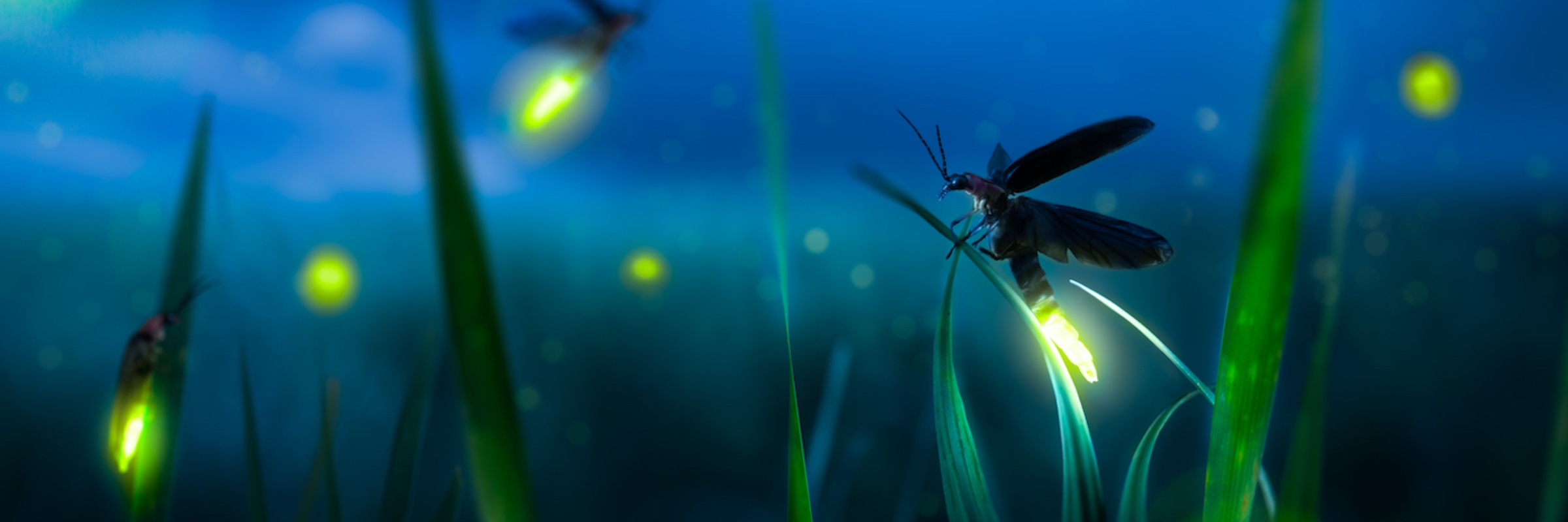 Firefly Festival Run/Walk