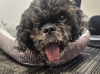 Nassau County SPCA Volunteers