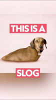 Slog Dogs