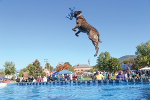 View A Day for the Dogs 2025 Photos by Rachel Sharples in new tab