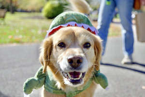 View 11th Annual Holloween in new tab