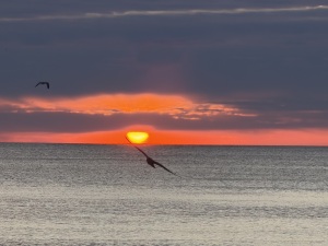 View 2026 Resolution 5K & 1 Miler in new tab