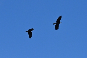 View Post Race in new tab