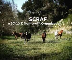 SCRAF - Sandia Creek Ranch Auxiliary Foundation Donation Logo