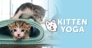 Miss Winkles Kitten Yoga Donation Logo