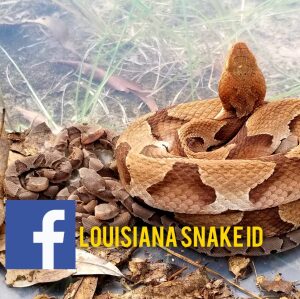 Louisiana Snake ID @ the FUNK! Interactive Snake Event Donation Logo