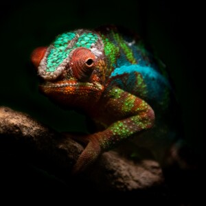 Trivia Nights at the Louisville Zoo Donation Logo