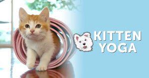 Miss Winkles Kitten & Puppy Yoga Donation Logo