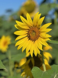 Extra Sunflower Stems