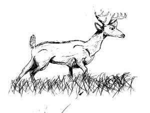 Wahkiakum 4-H Great White Tail Run logo