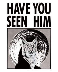 Wildcat Summer Cup - August 5K logo